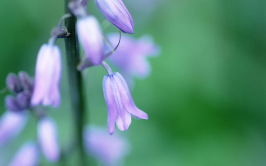 Harebell_close-up_photography_Widescreen_wallpaper.jpg