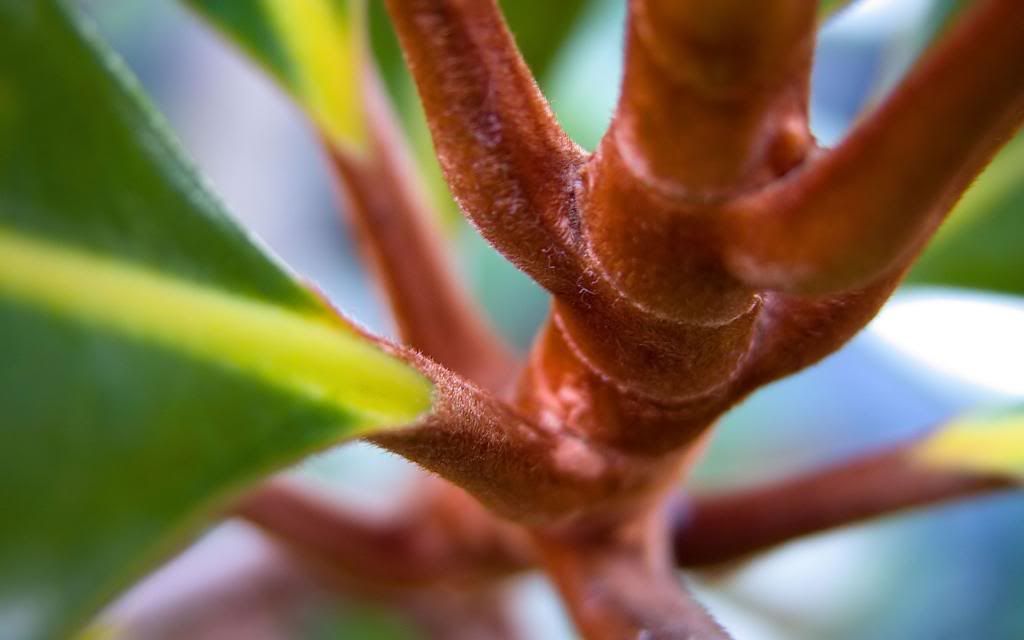 Home_plants_stem_close-up_photography_hd_wallpaper.jpg