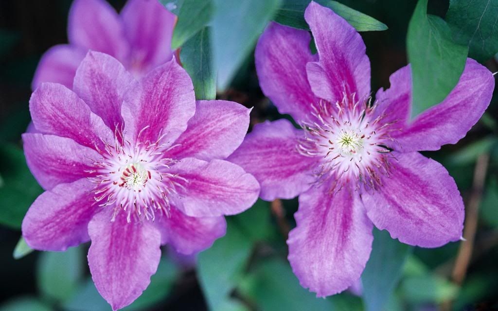 Household_Flowers_-_desktop_background_Widescreen_wallpaper.jpg