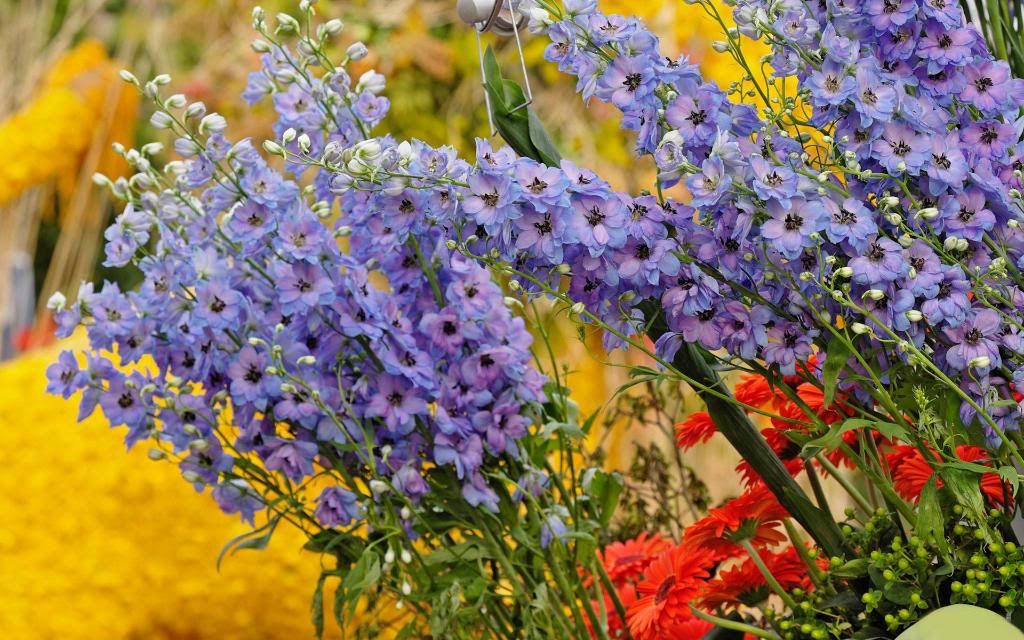Household_Flowers_hd_wallpaper.jpg