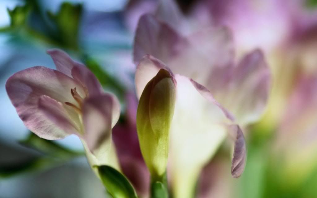 Inflorescence_hd_wallpaper.jpg