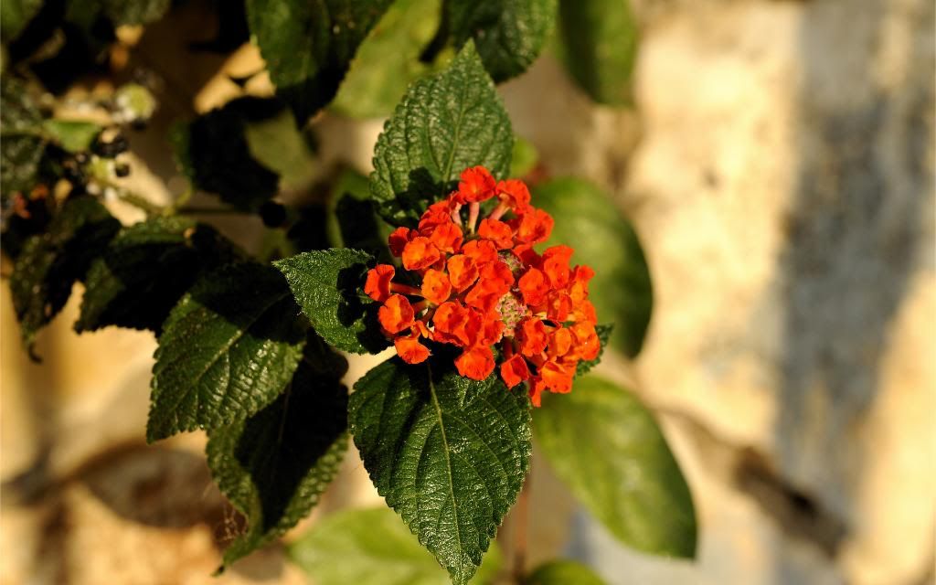Lantana_hd_wallpaper.jpg