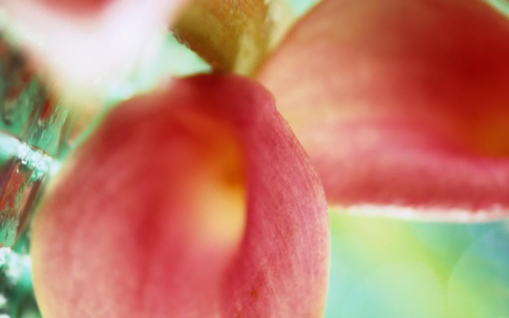 Light_pink_Calla_flowers_Widescreen_wallpaper.jpg