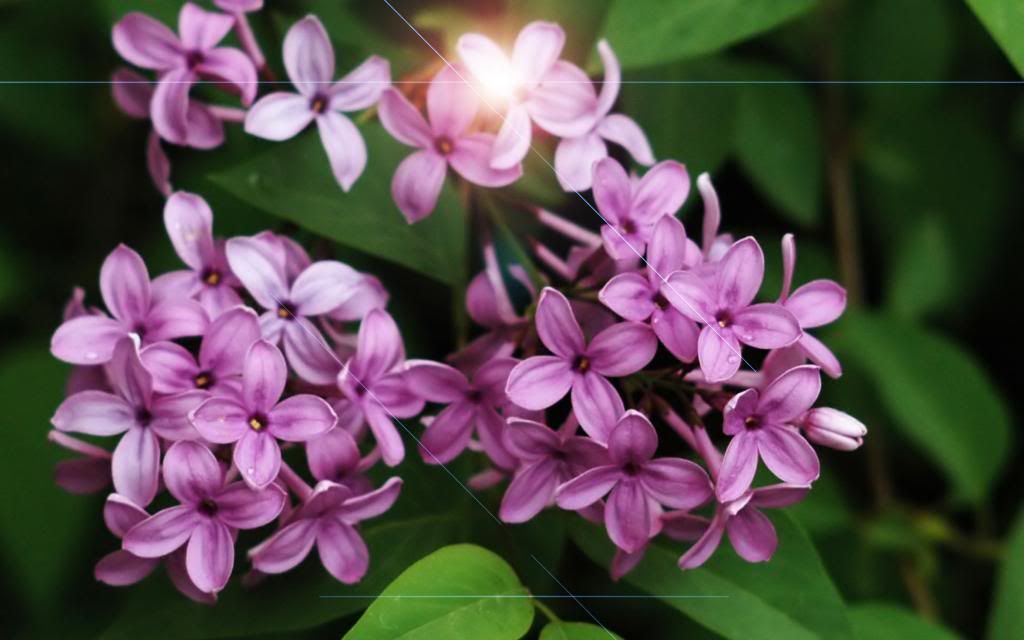 Lilac.jpg