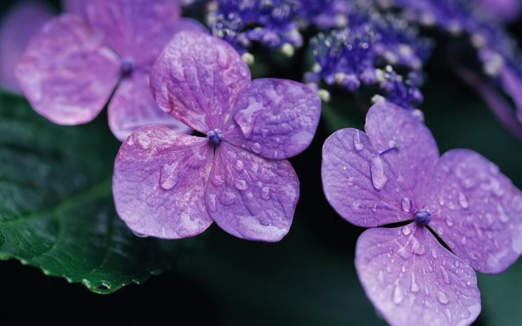 Lilac_Hydrangea_Flower_hd_wallpaper.jpg