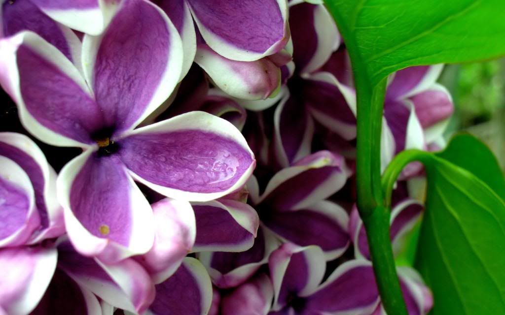Lilacs_Syringa_Widescreen_wallpaper.jpg