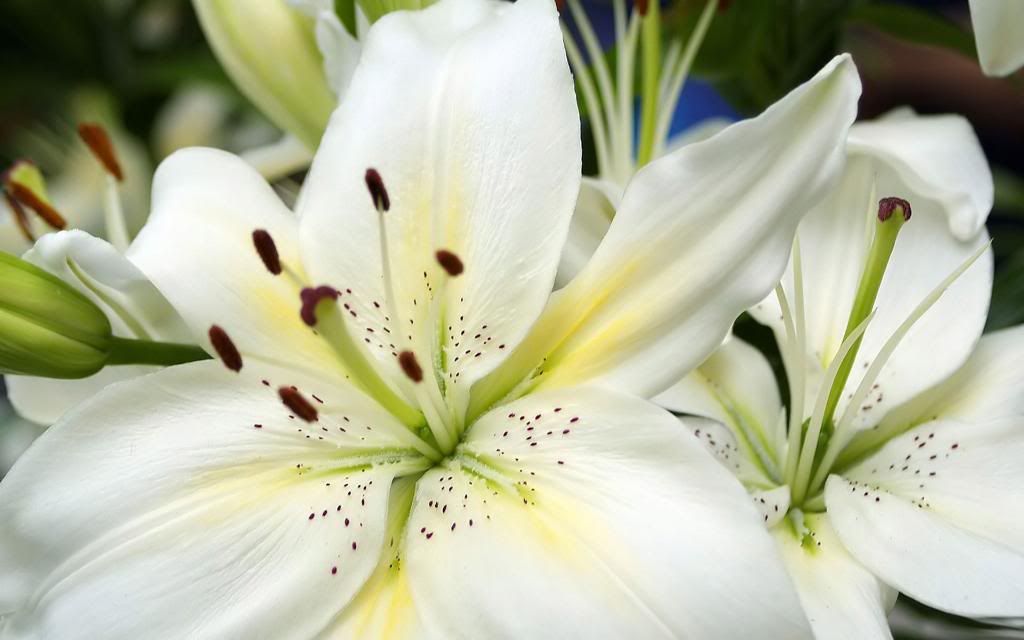 Lilium_Washington_Lily_hd_wallpaper.jpg