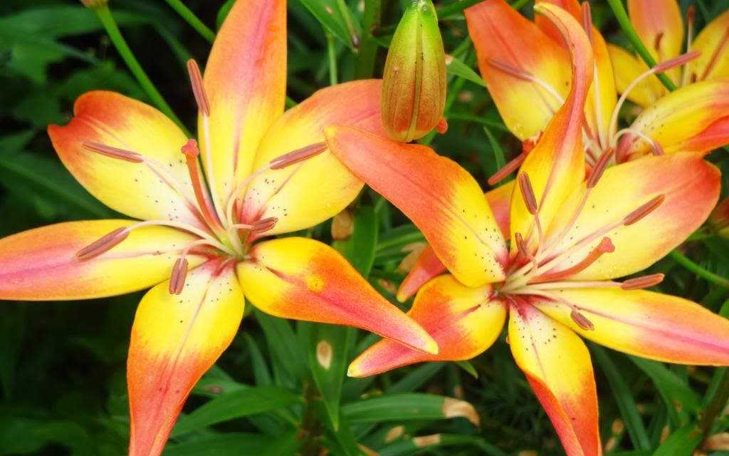 Lilium_flowers_macro_photography_hd_wallpaper.jpg