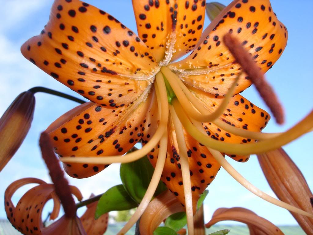 Lilium_hd_wallpaper.jpg