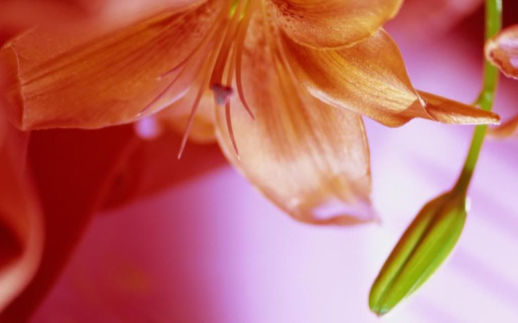 Lilium_martagon_hd_wallpaper.jpg