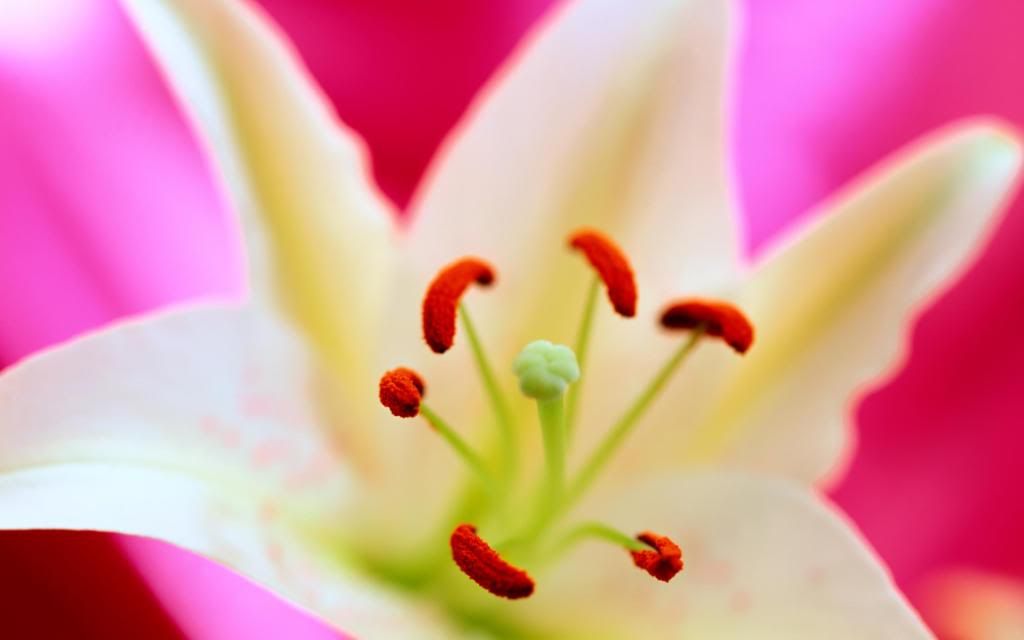 Madonna_lily_flower_hd_wallpaper.jpg