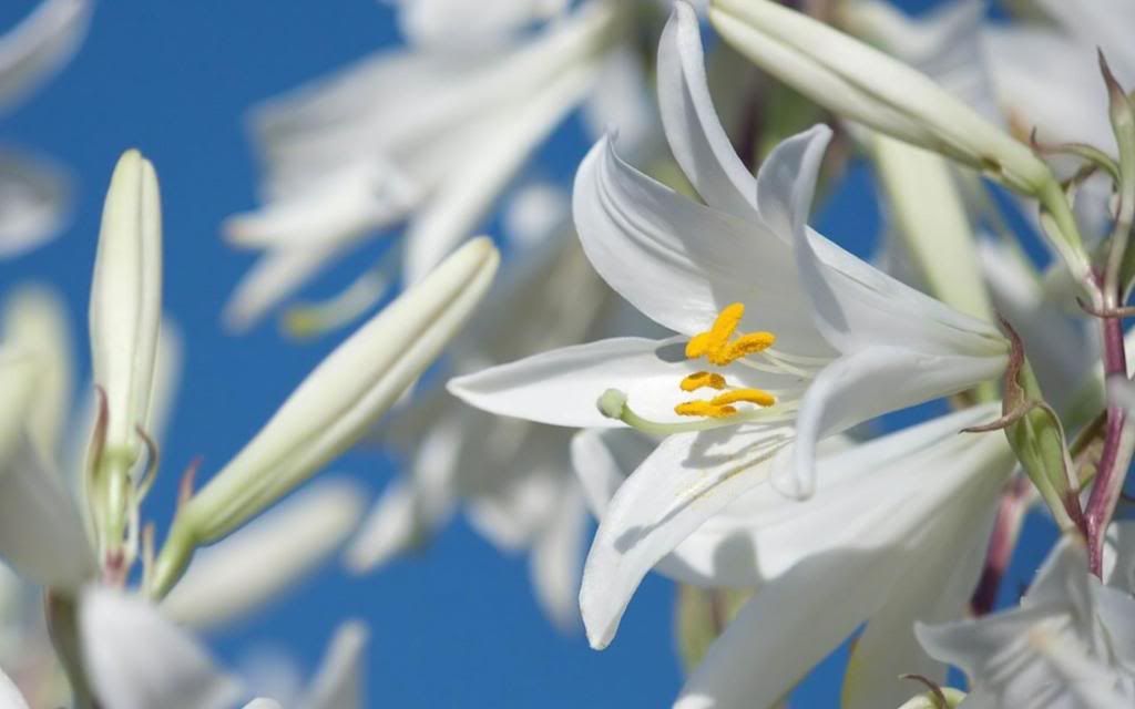 Madonna_lily_hd_wallpaper.jpg