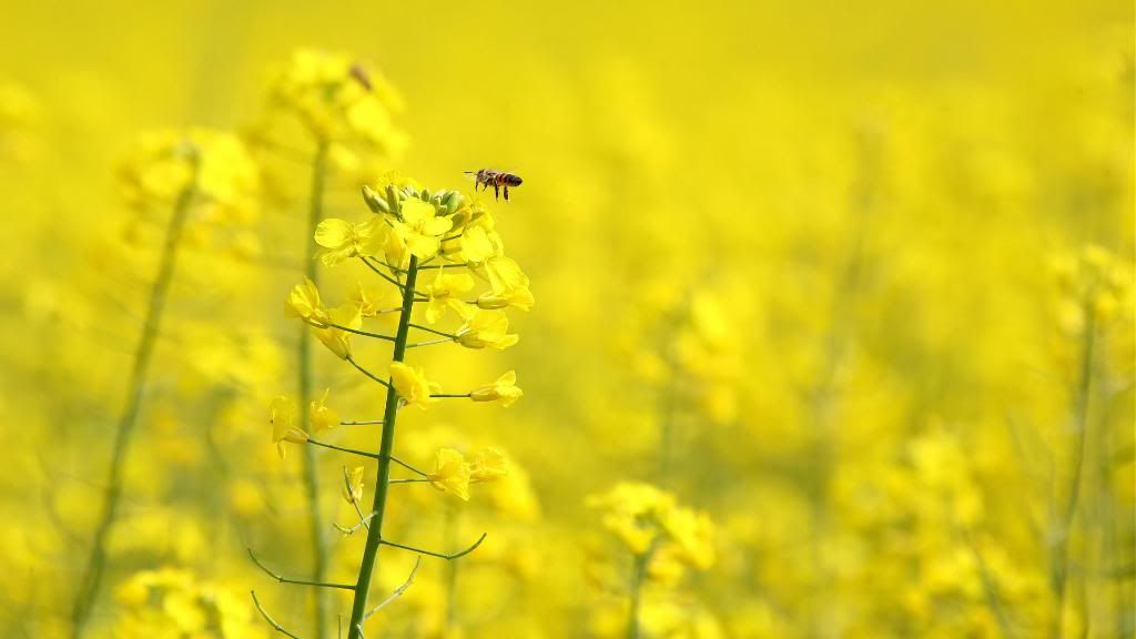 Meadow_Honey_hd_wallpaper.jpg