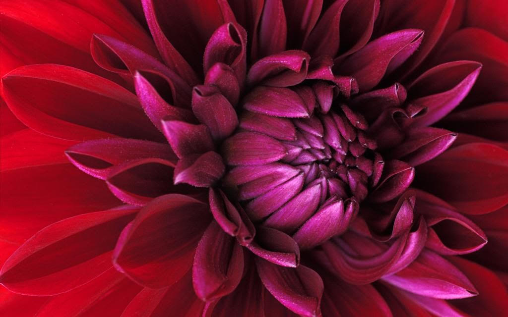 Mums_flower_buds_hd_wallpaper.jpg