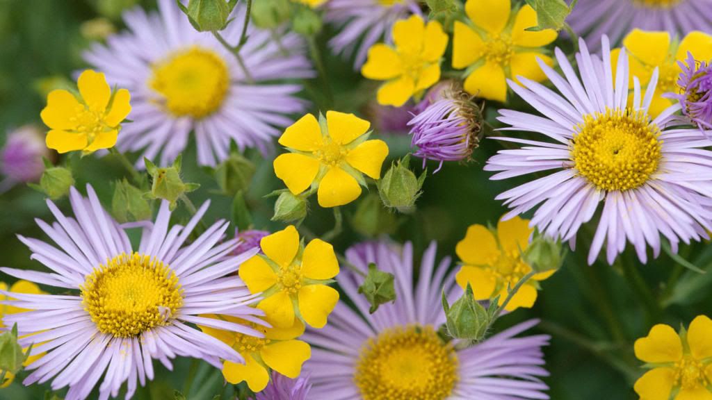 Mums_flowers_hd_wallpaper.jpg