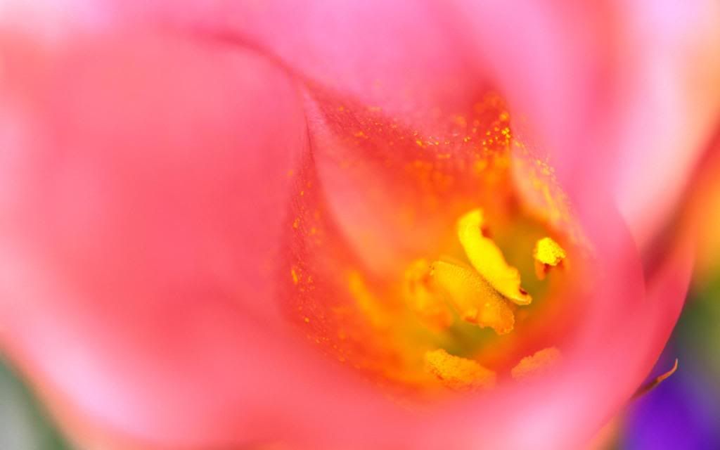 Mystery_flower_hd_wallpaper.jpg