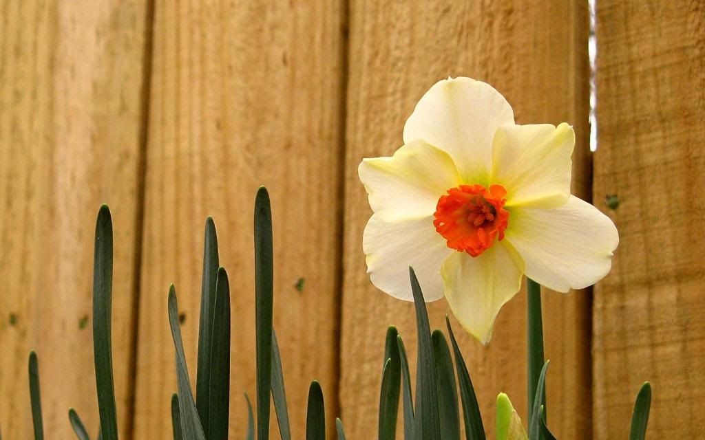 Narcissuses_Summer_flower_widescreen_wallpaper.jpg
