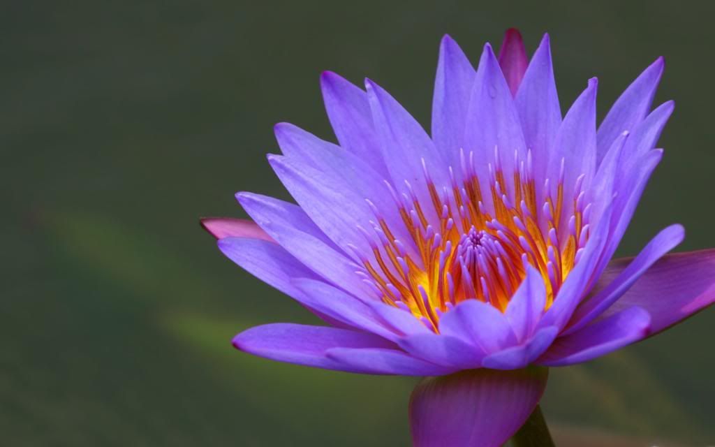 Nenuphar_Water_lily_hd_wallpaper.jpg