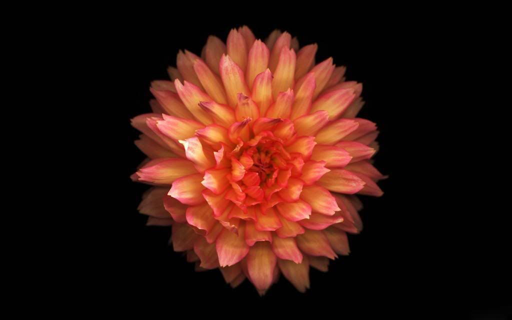 Orange_Dahlia_hd_wallpaper.jpg
