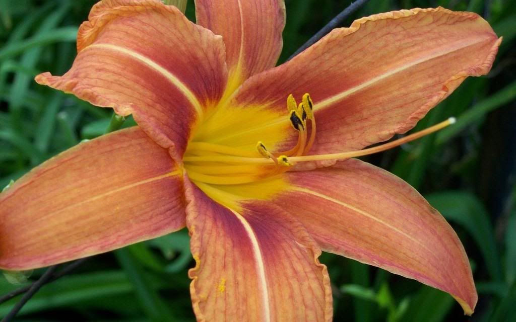Orange_lily_-_Household_Flowers_hd_wallpaper.jpg