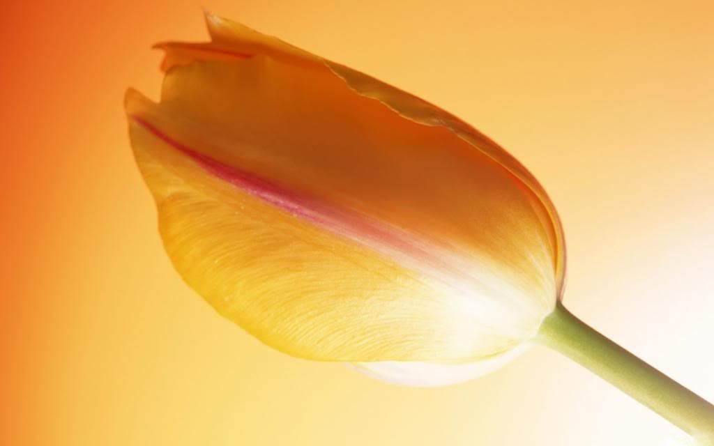 Orange_tulip_-_flowers_hd_wallpaper.jpg