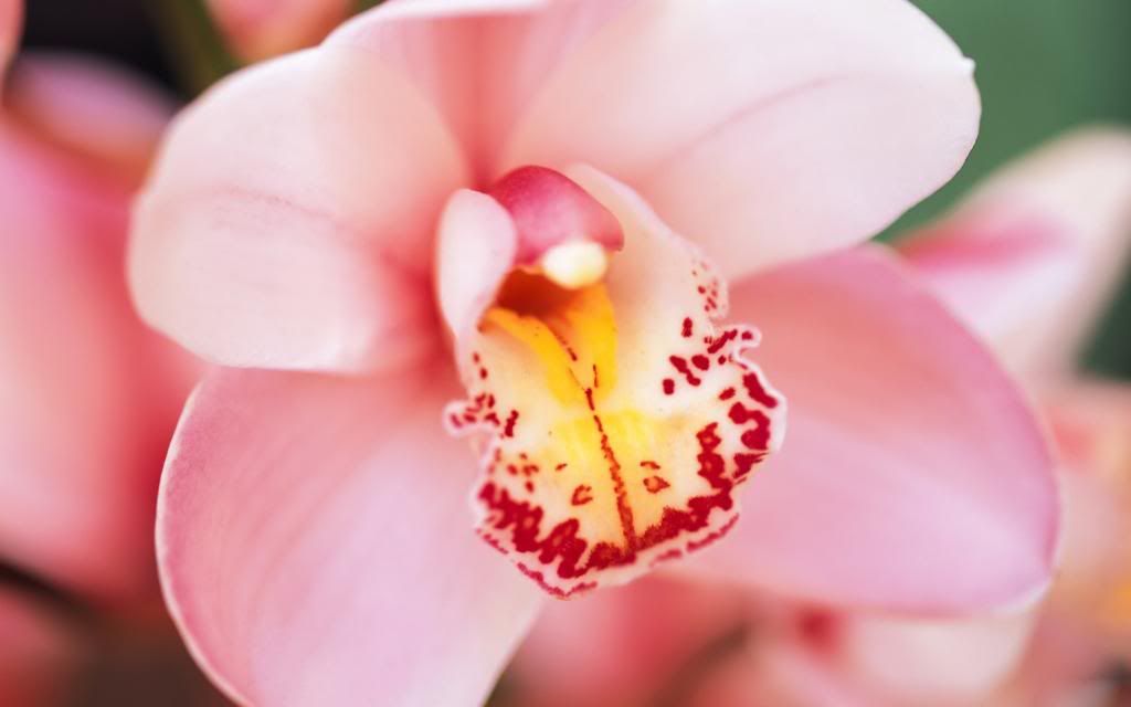 Orchid_flowers_hd_wallpaper.jpg