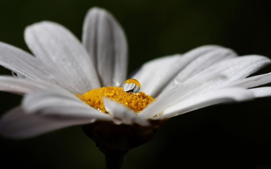 Ox-eye_daisy_close-up_photography_hd_wallpaper.jpg
