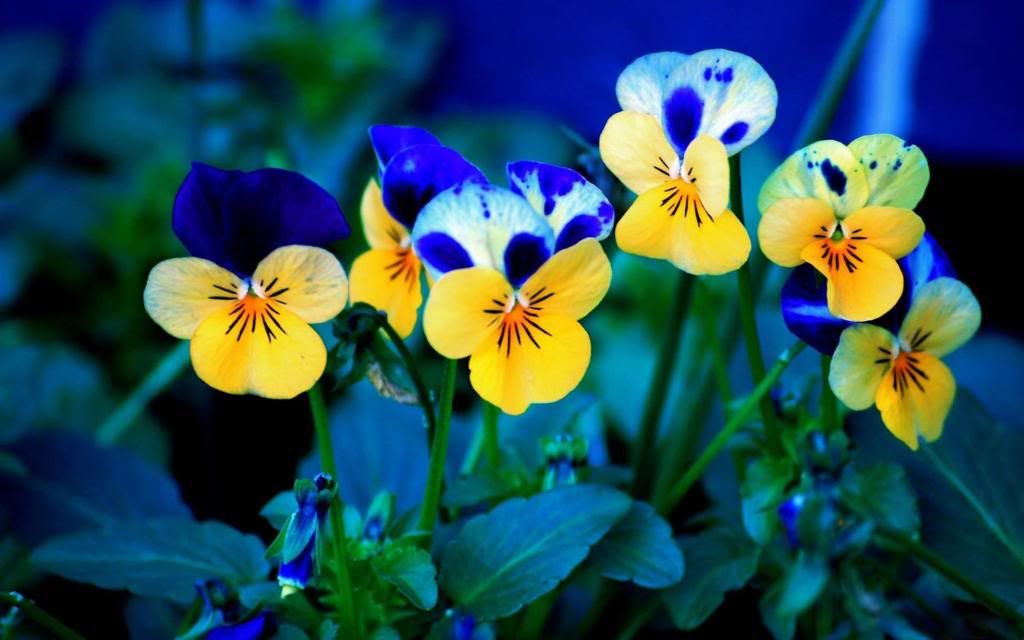 Pansies_beautiful_hd_wallpaper.jpg