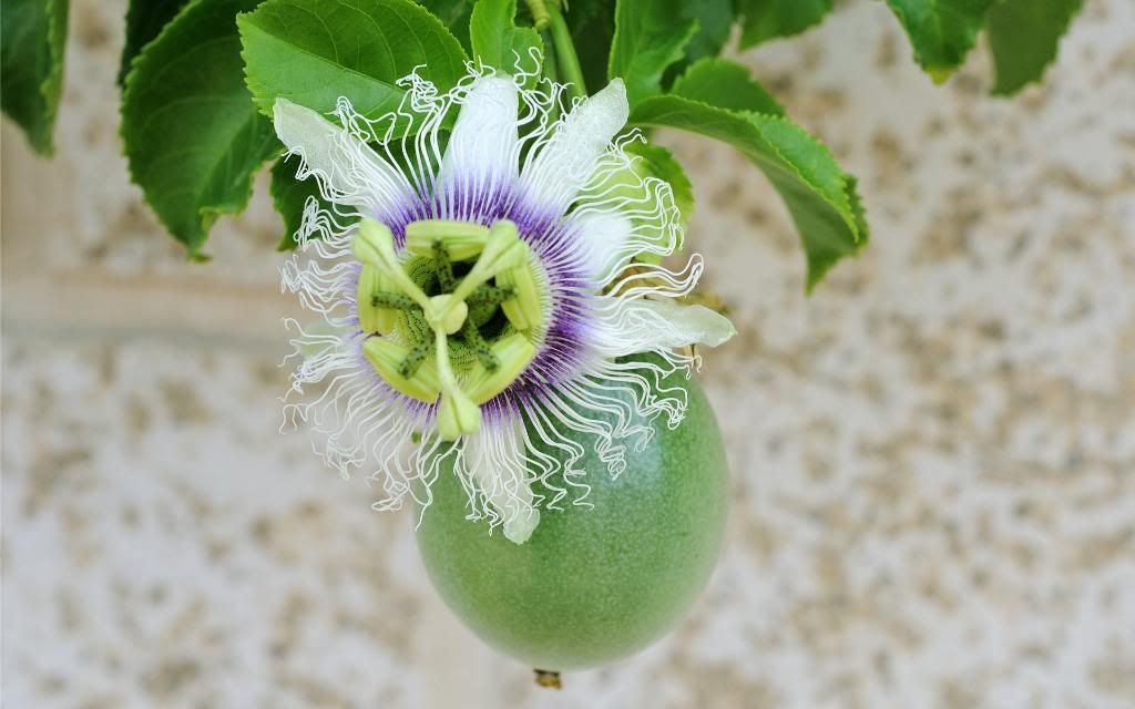 Passiflora_hd_wallpaper.jpg
