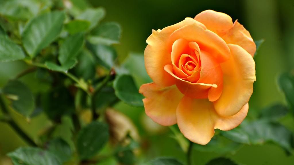 Peach_Rose_-_peach_colored_flowers_hd_wallpaper.jpg
