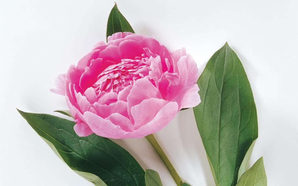 Peony_hd_wallpaper.jpg
