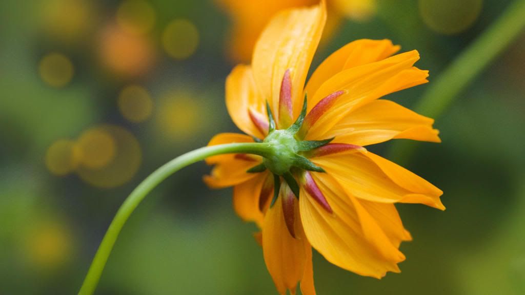 Perennial_Sunflower_hd_wallpaper.jpg