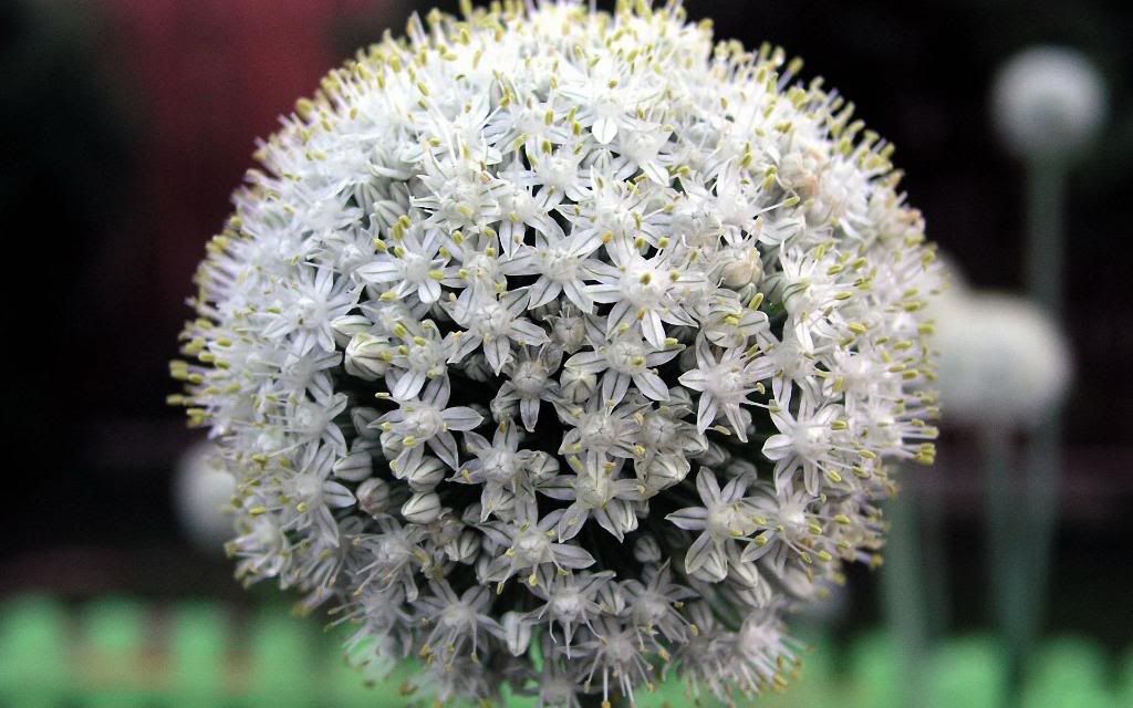 Perennial_flower_widescreen_wallpaper.jpg