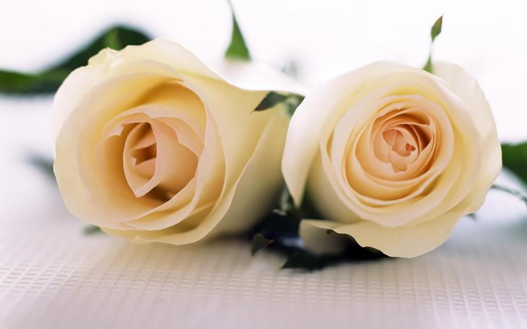 Perfectly_White_Roses_hd_wallpaper.jpg