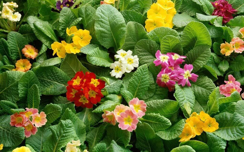 Perfectly_flowers_gardening_hd_wallpaper.jpg