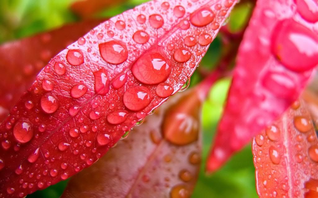 Petals_and_Dew_widescreen_wallpaper.jpg