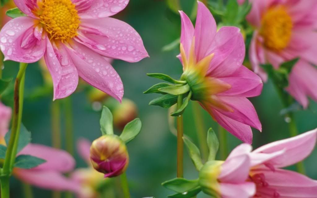 Pink_Gerbera_Daisies_Flowers_widescreen_wallpaper.jpg