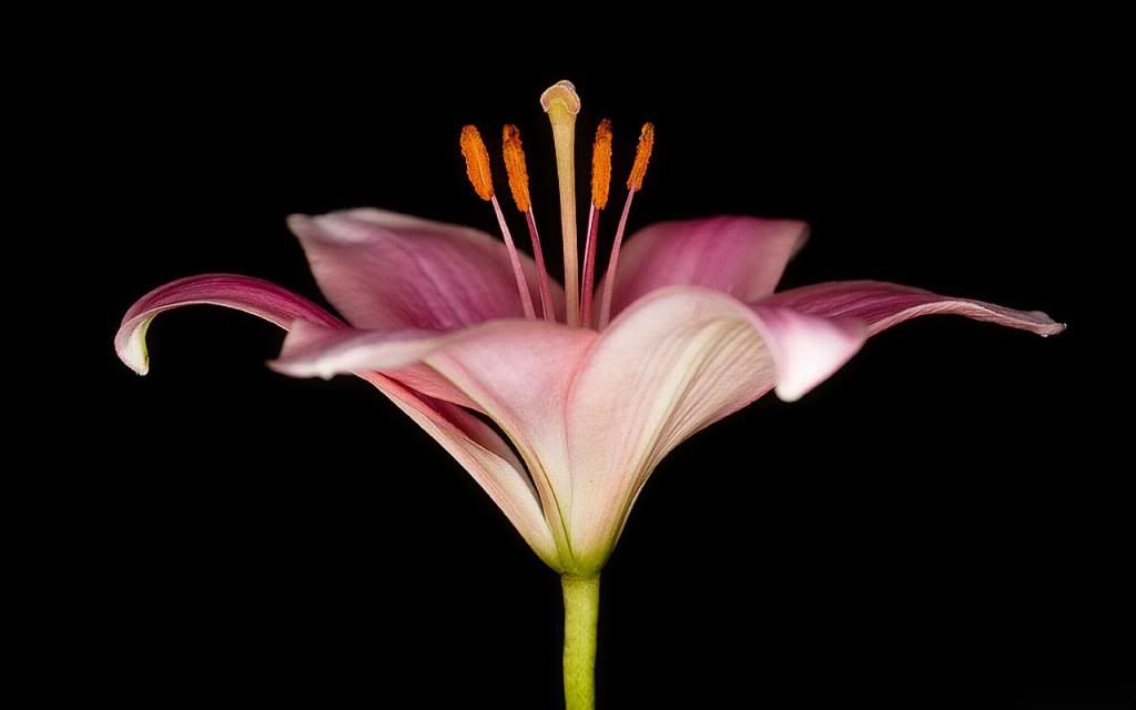 Pink_Lily_Flower_widescreen_wallpaper.jpg