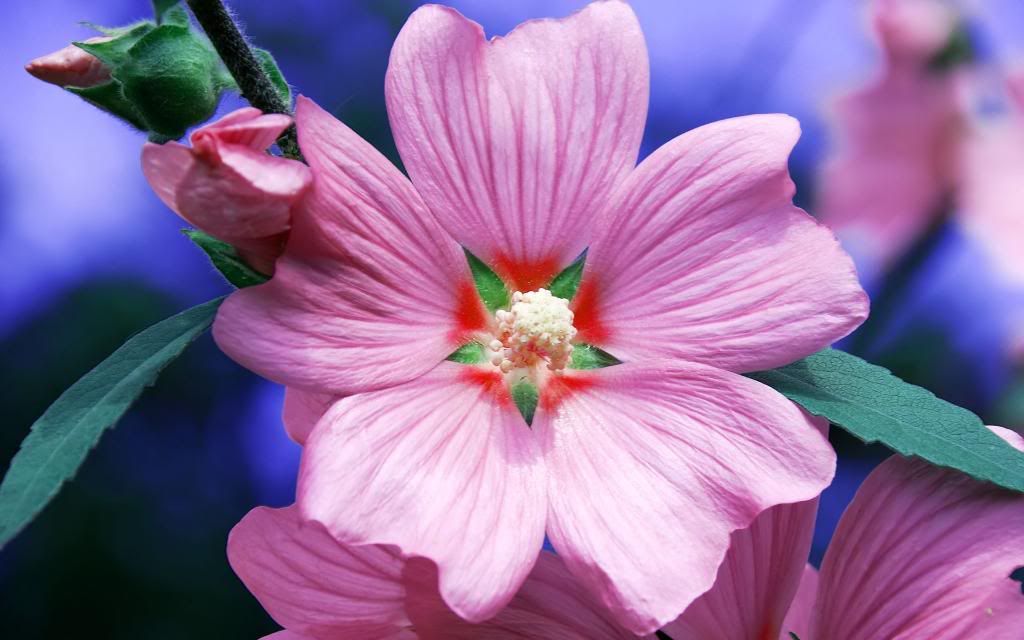Pink_Primula_widescreen_wallpaper.jpg