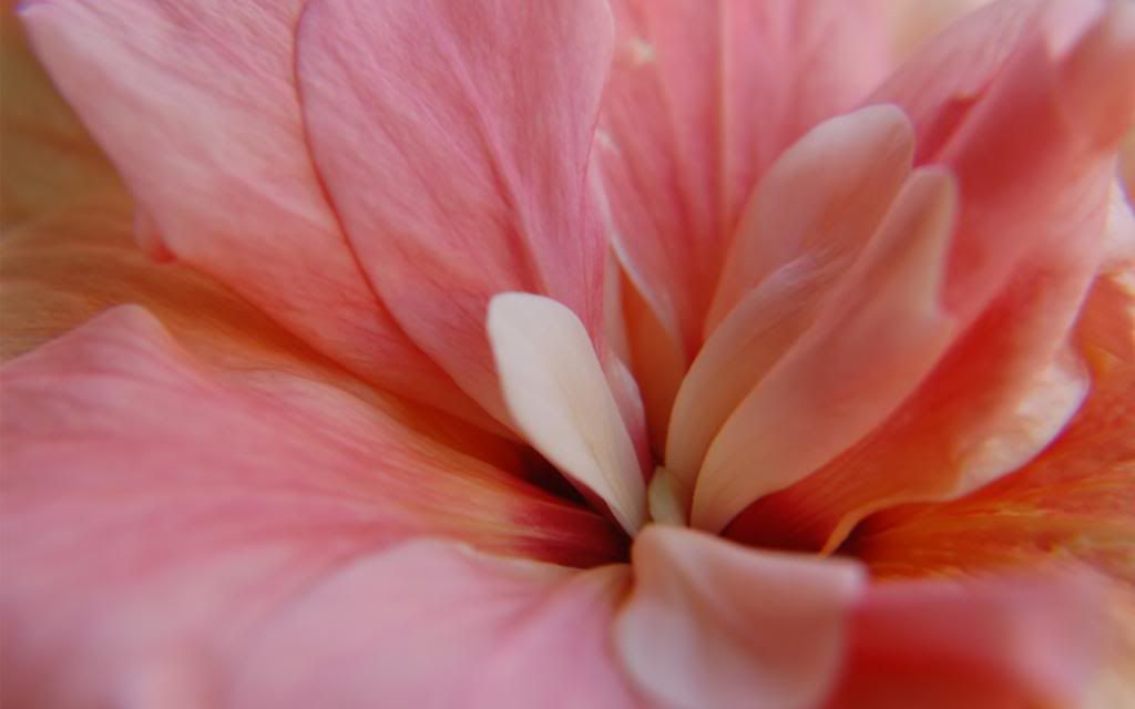 Pink_petals_HD_wallpaper.jpg