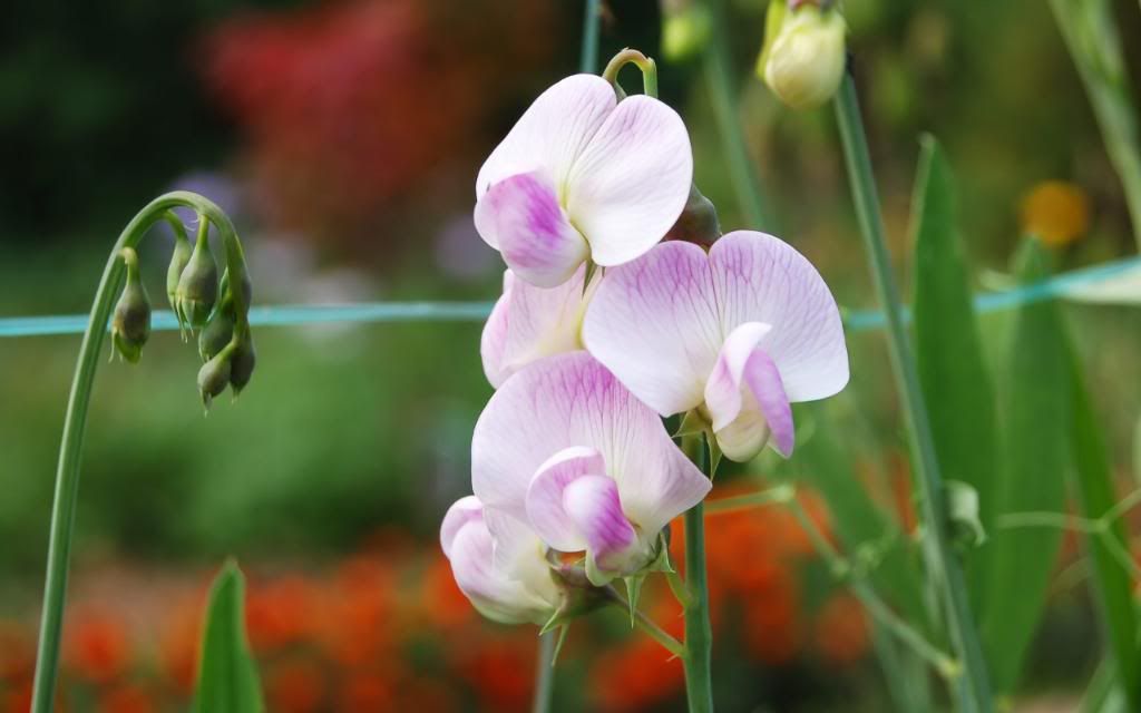 Pink_wintergreen_wildflower_close-up_widescreen_wallpaper.jpg