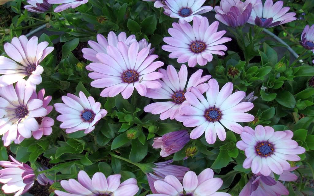 Plants_Flowers_widescreen_wallpaper.jpg
