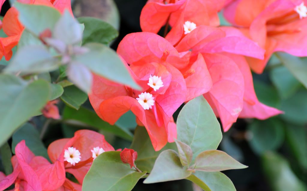 Poinsettia_Flowers_widescreen_wallpaper.jpg