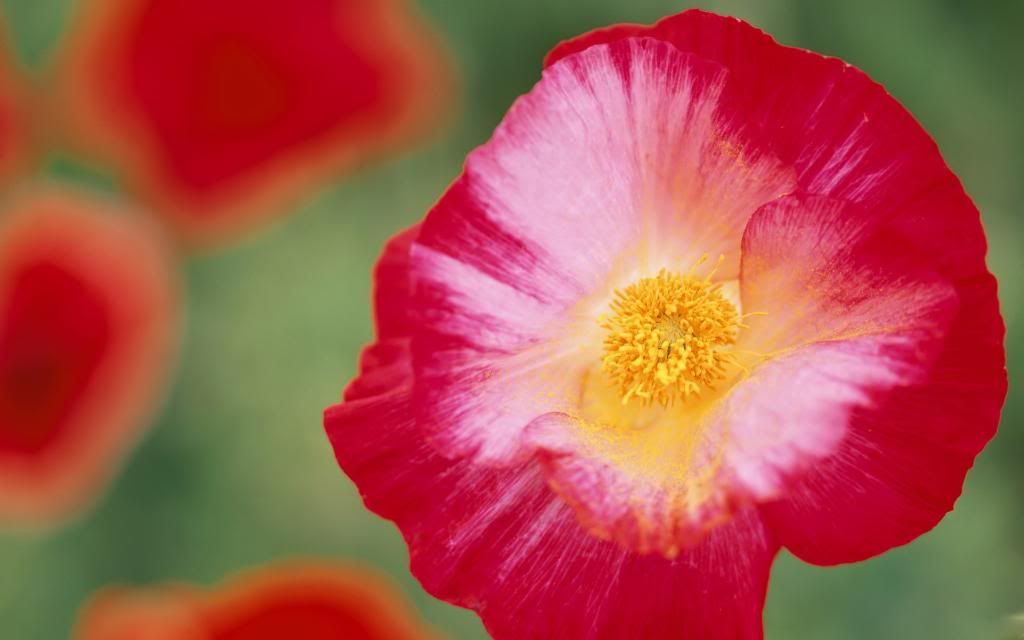 Poppy_-_flowers_desktop_background_widescreen_wallpaper.jpg