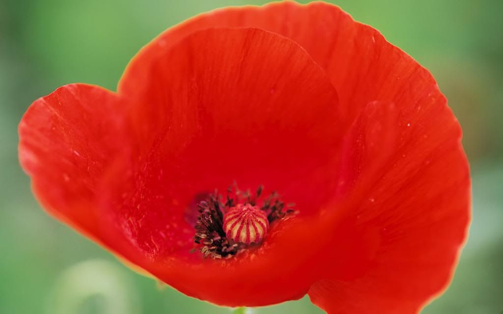 Poppy_flower_widescreen_wallpaper.jpg