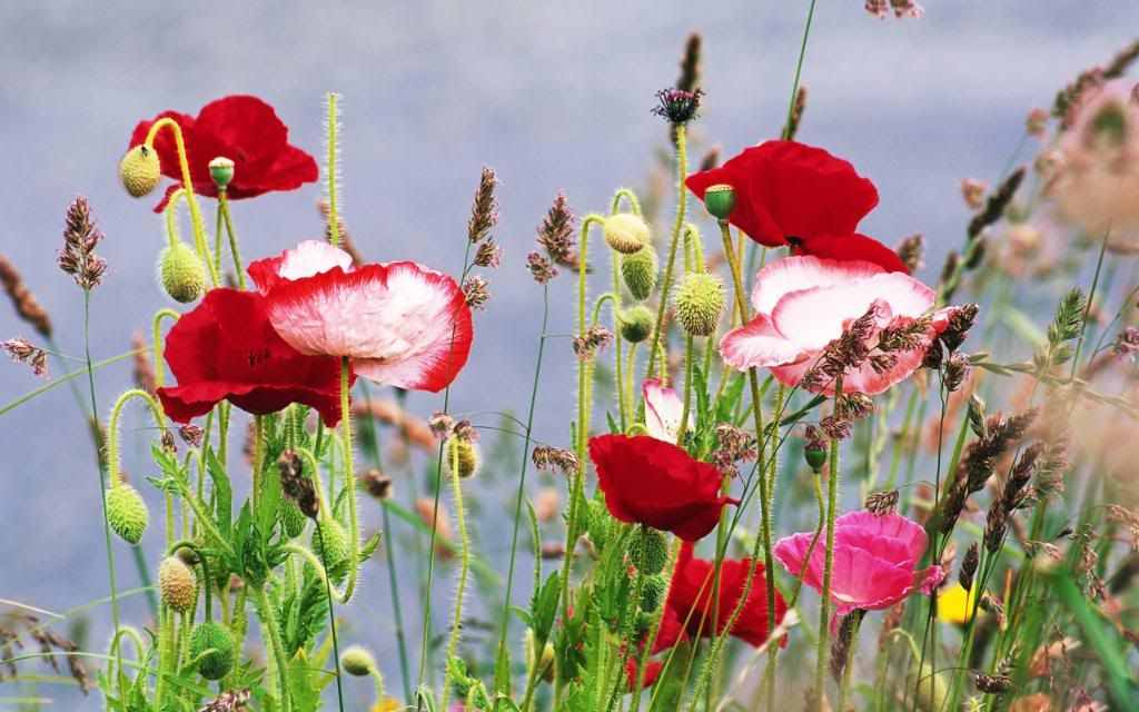 Poppy_flowers_wild_meadows_widescreen_wallpaper.jpg
