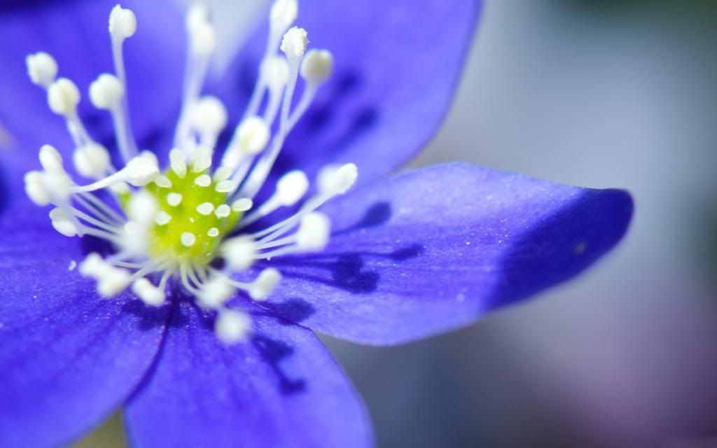 Purple_flowe_widescreen_wallpaper.jpg