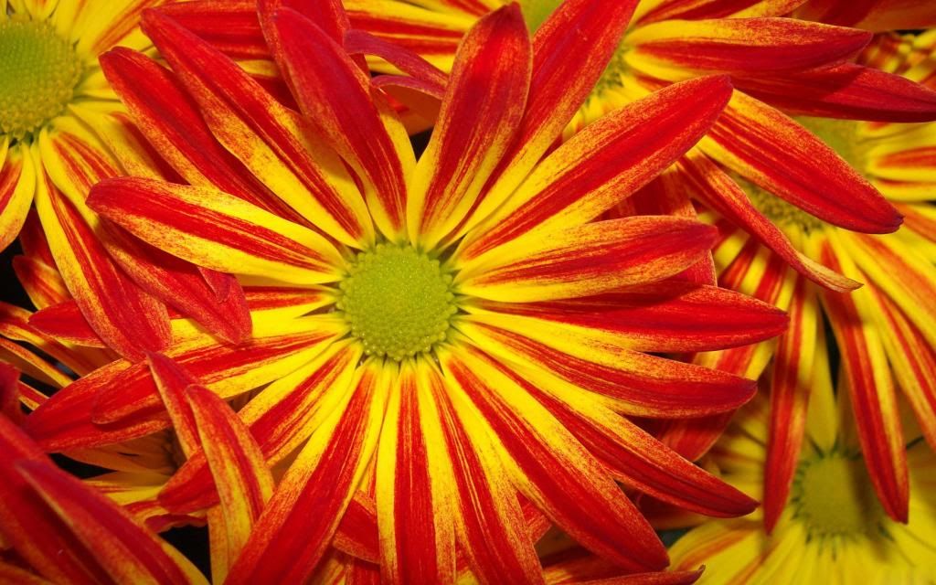 Red-yellow_daisy_widescreen_wallpaper.jpg