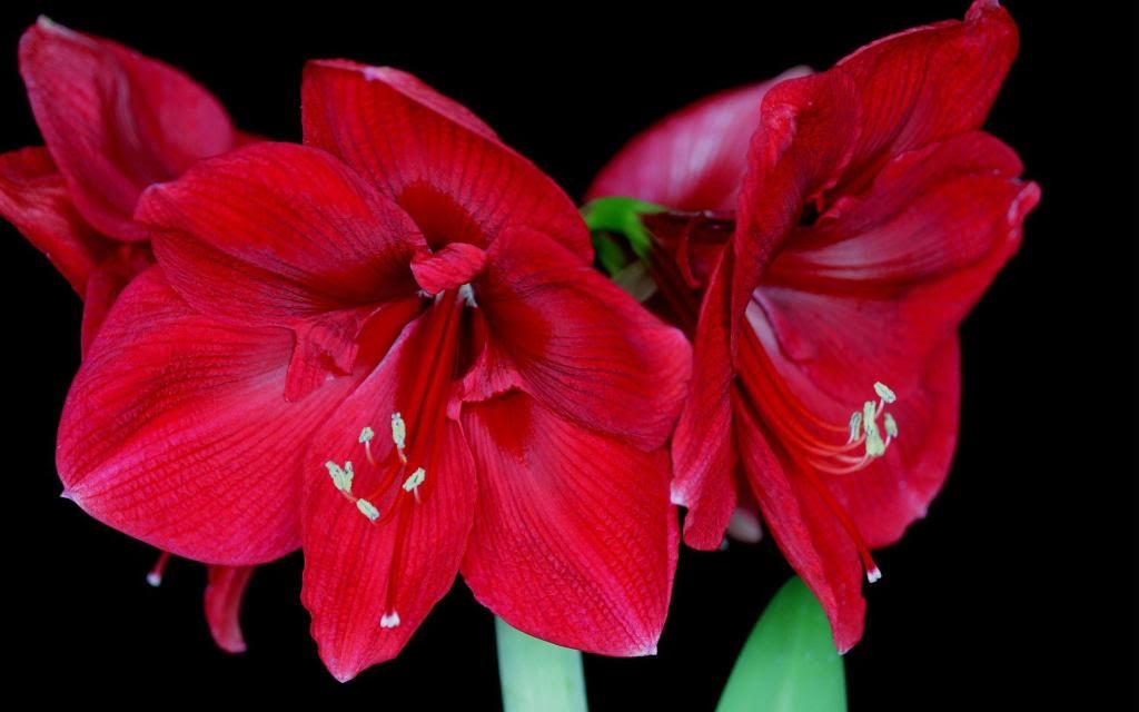 Red_Amaryllis_hd_wallpaper.jpg