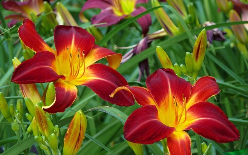 Red_Lily_blooming_widescreen_wallpaper.jpg